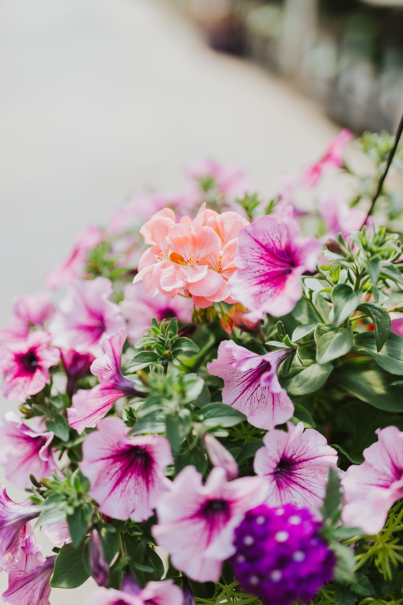 Grape Fit #1 Hanging Basket 14" Sun