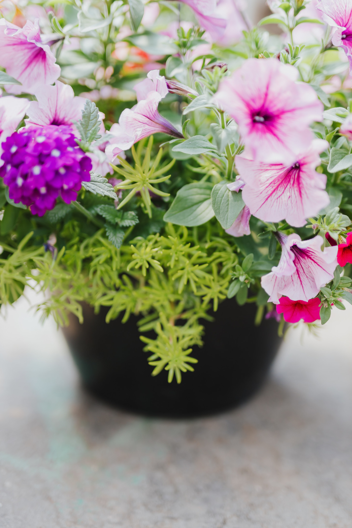 Grape Fit #1 Hanging Basket 14" Sun