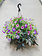 Eye Caramba #14 Hanging Basket 14" Sun