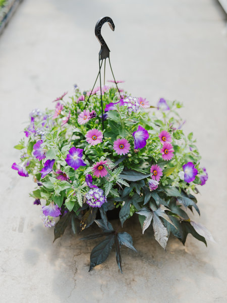 Eye Caramba #14 Hanging Basket 14" Sun