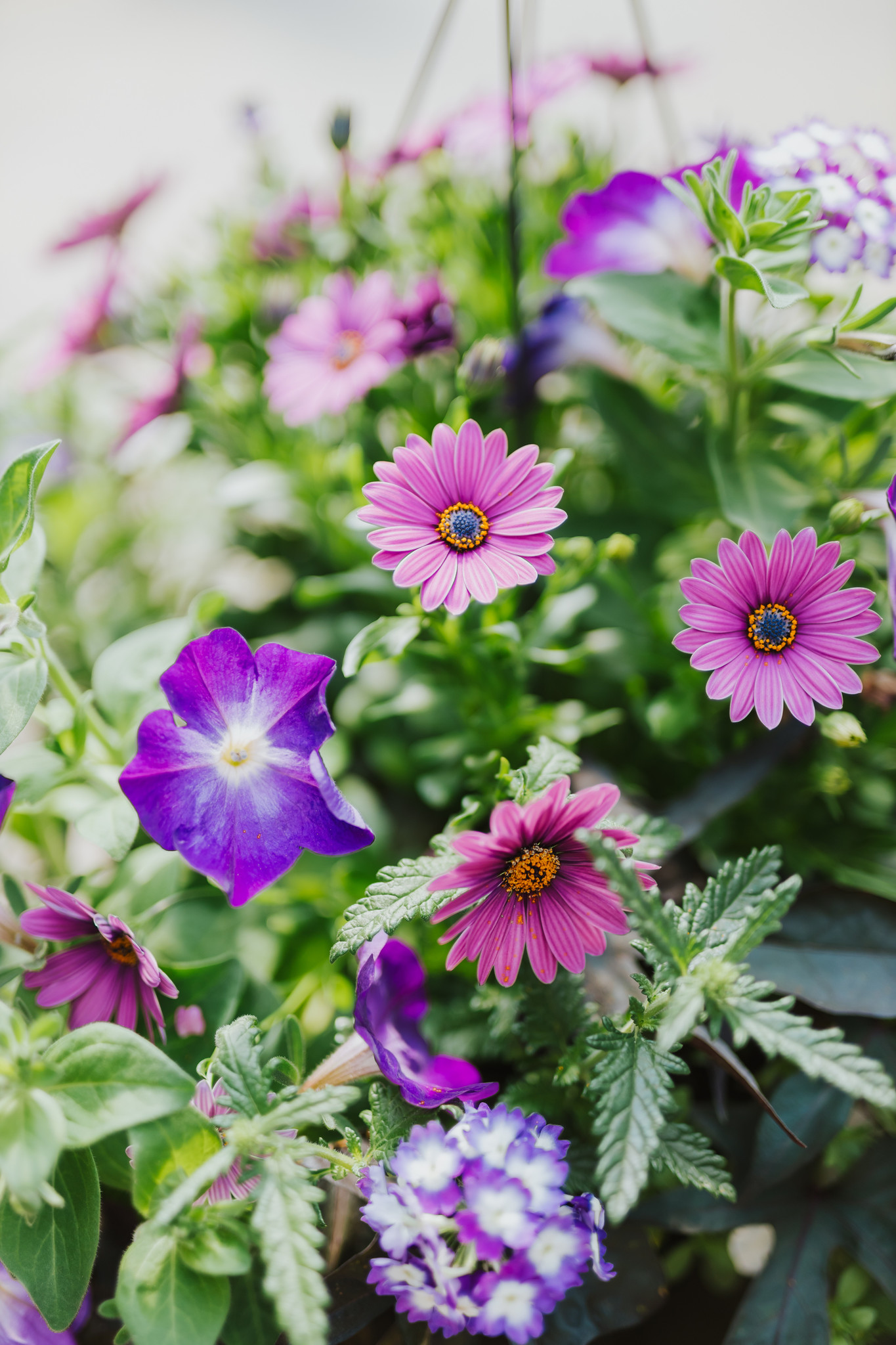 Eye Caramba #14 Hanging Basket 14" Sun
