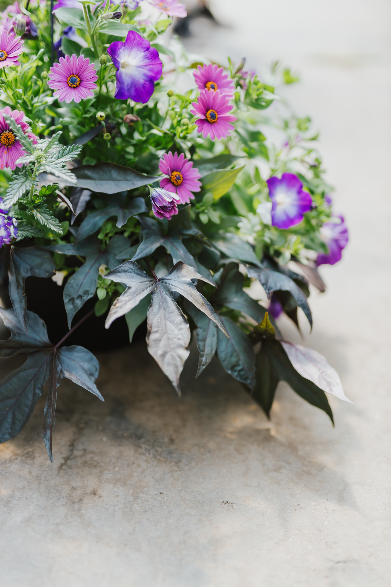 Eye Caramba #14 Hanging Basket 14" Sun