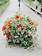 Hey Cupid #9 Hanging Basket 14" Sun