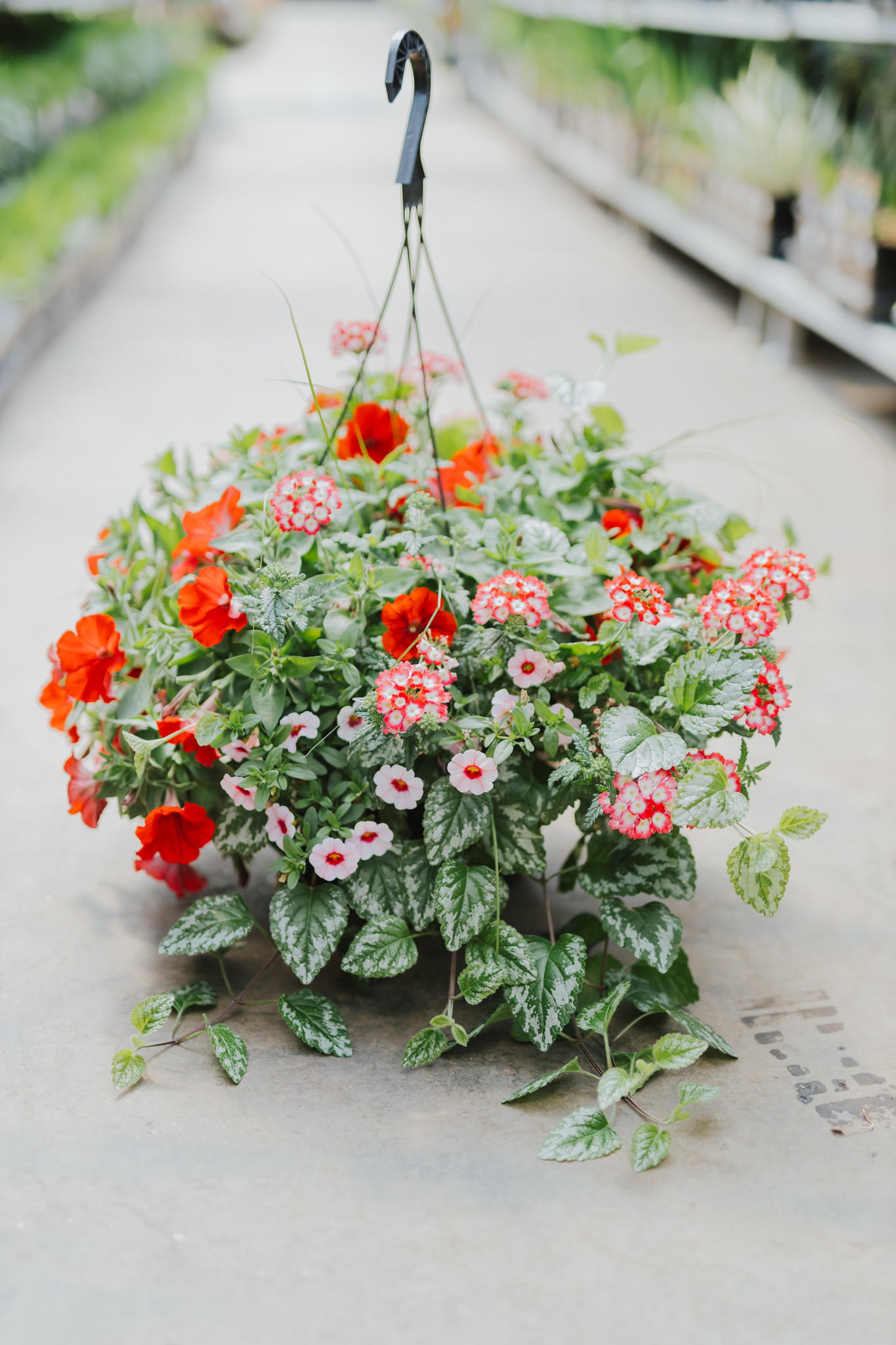 Hey Cupid #9 Hanging Basket 14" Sun