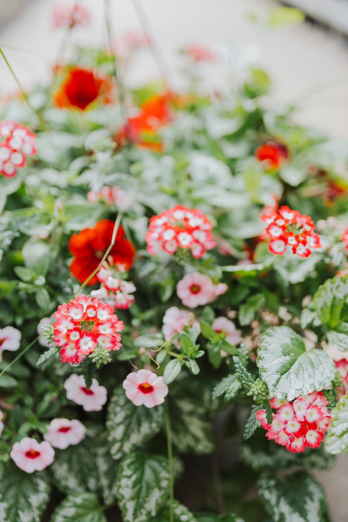 Hey Cupid #9 Hanging Basket 14" Sun