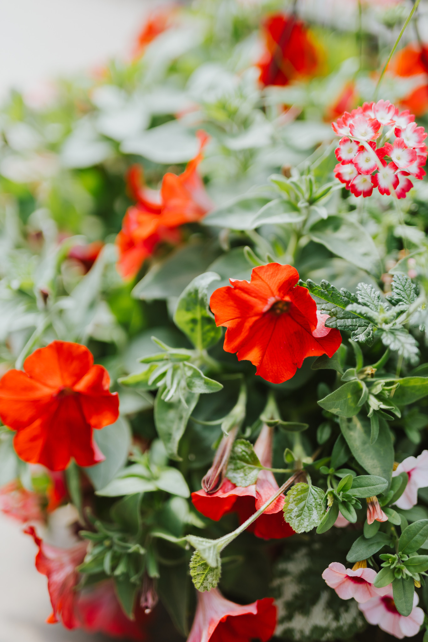 Hey Cupid #9 Hanging Basket 14" Sun