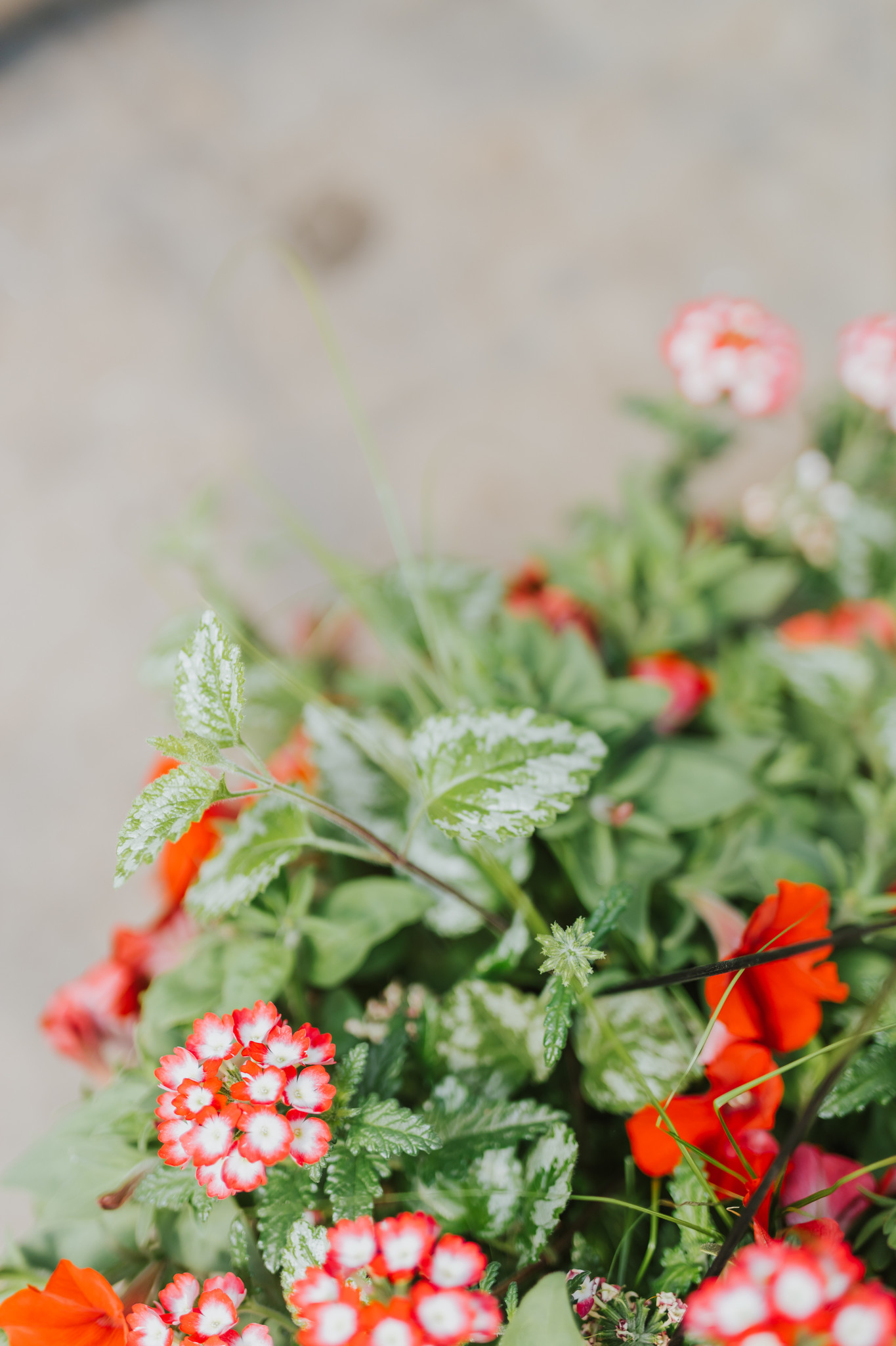 Hey Cupid #9 Hanging Basket 14" Sun