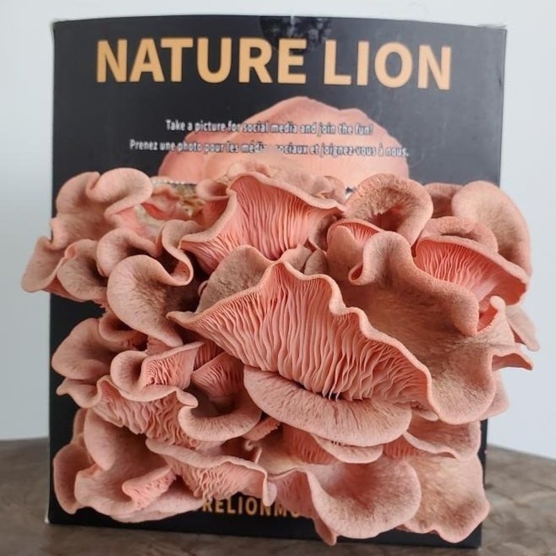 Nature Lion Pink Oyster Mushroom Kit
