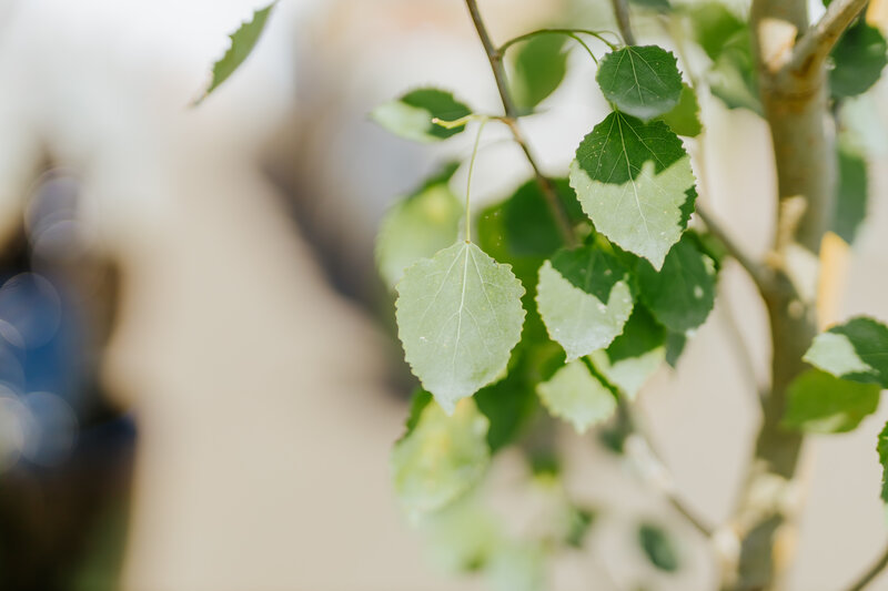 Aspen Guardian Columnar