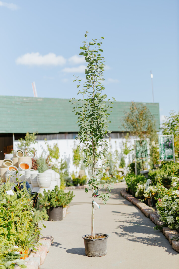 Aspen Guardian Columnar