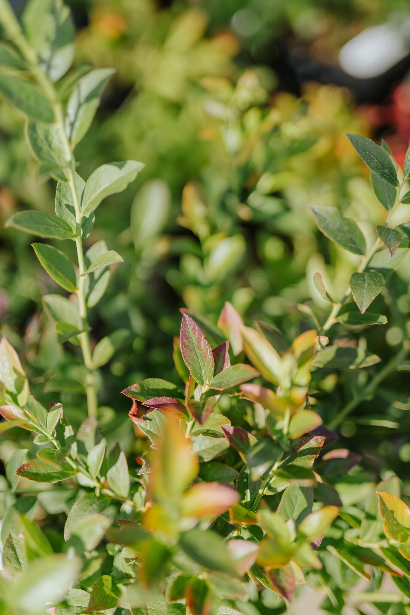 Blueberry North Country