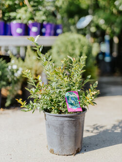 Blueberry North Country