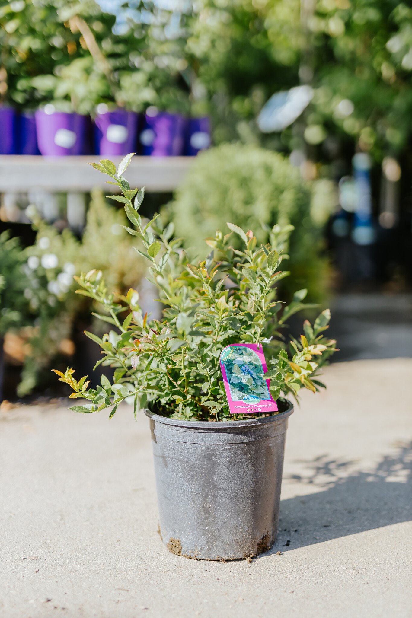 Blueberry North Country