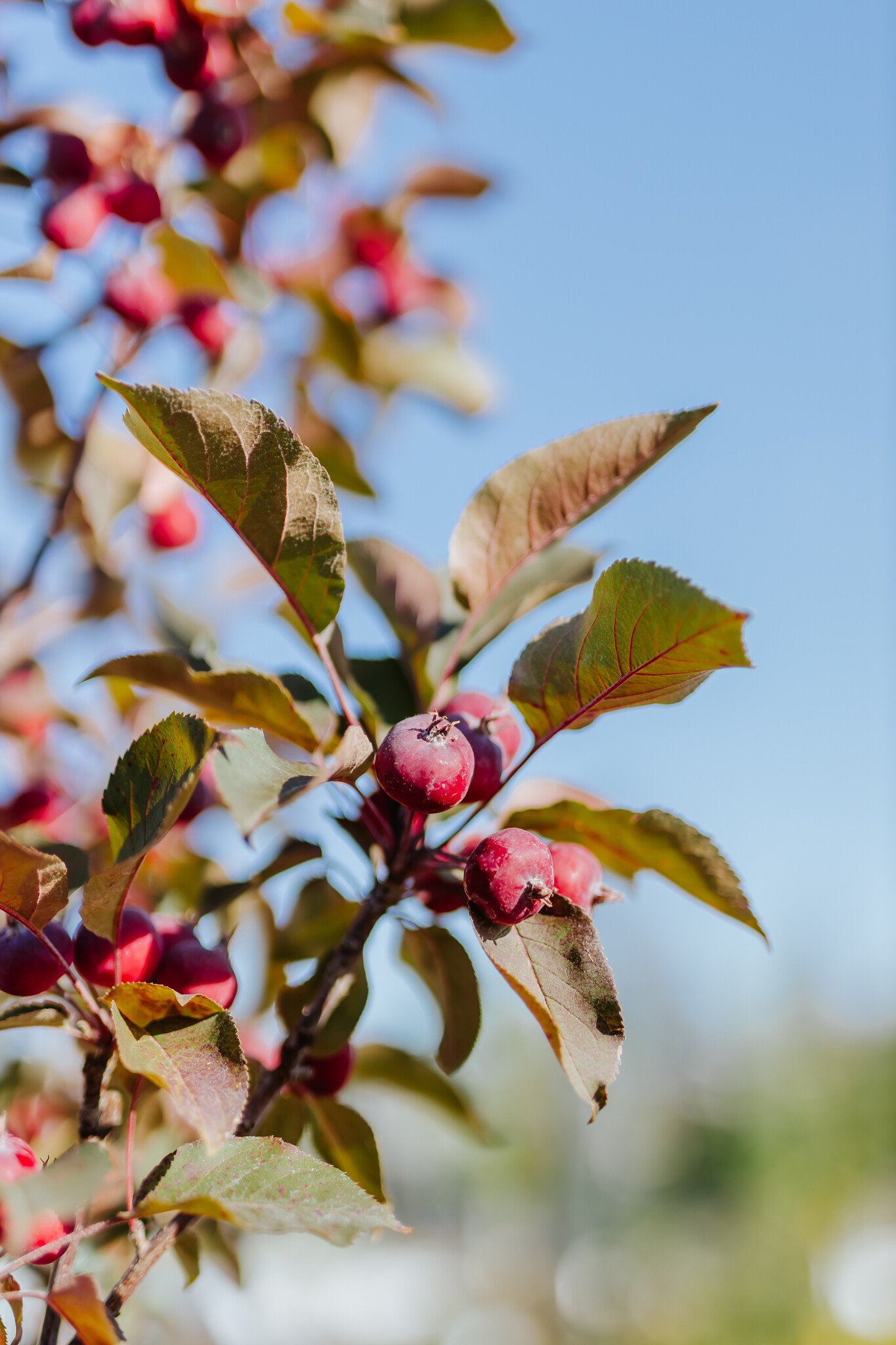 Crabapple Purple Spire Columnar