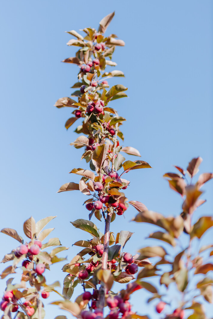 Crabapple Purple Spire Columnar