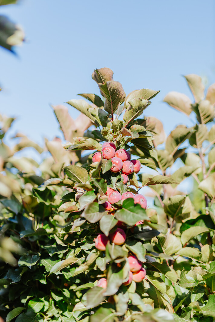 Crabapple Purple Spire Columnar