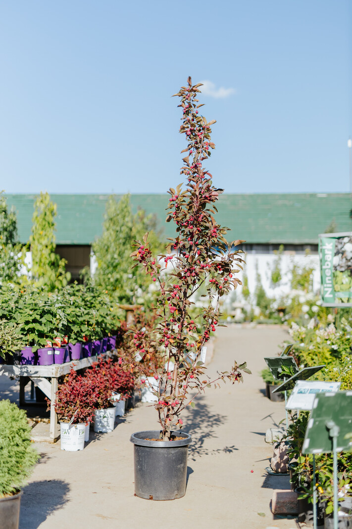 Crabapple Purple Spire Columnar