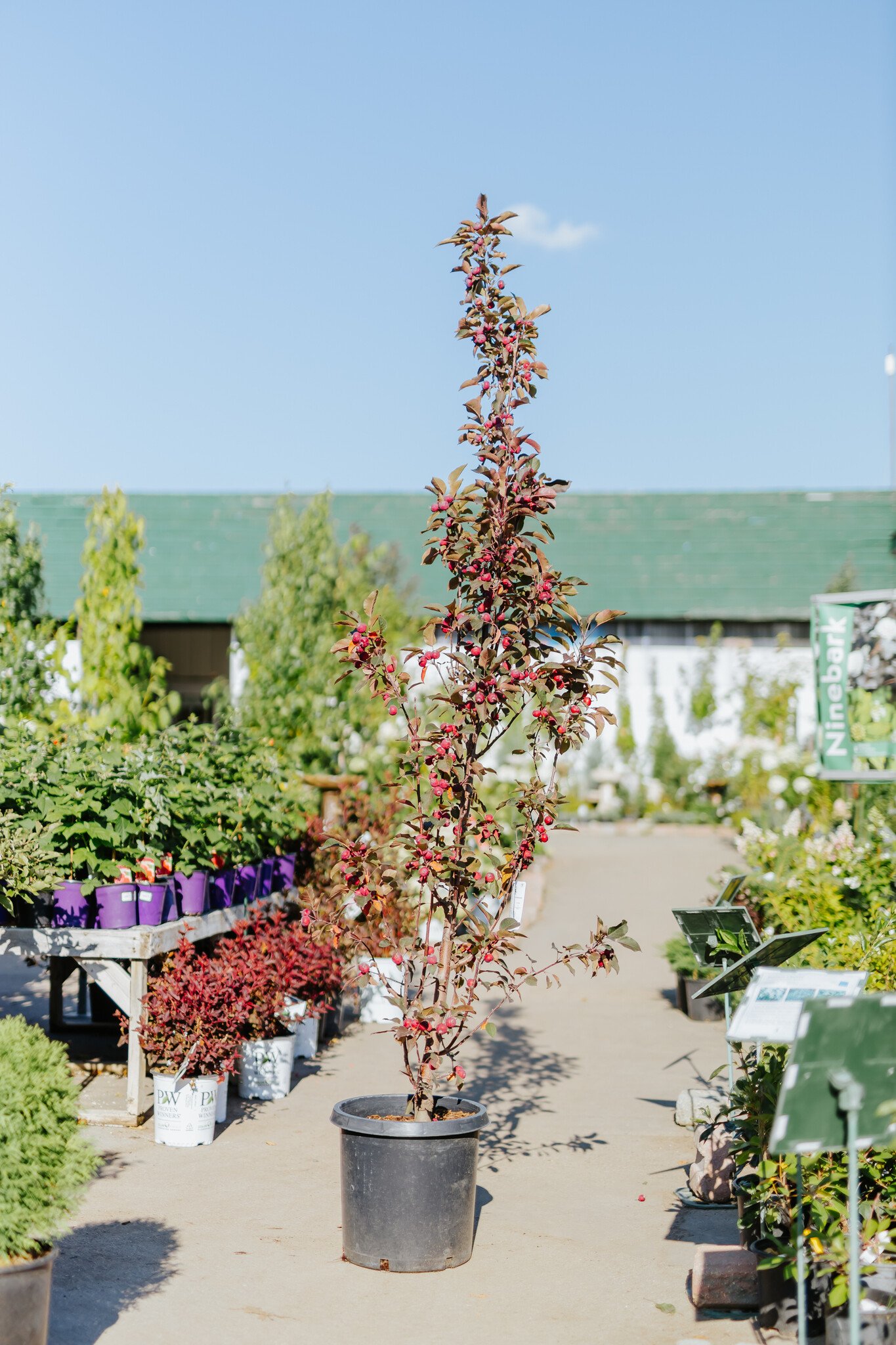 Crabapple Purple Spire Columnar