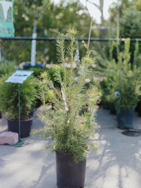 Larch Siberian