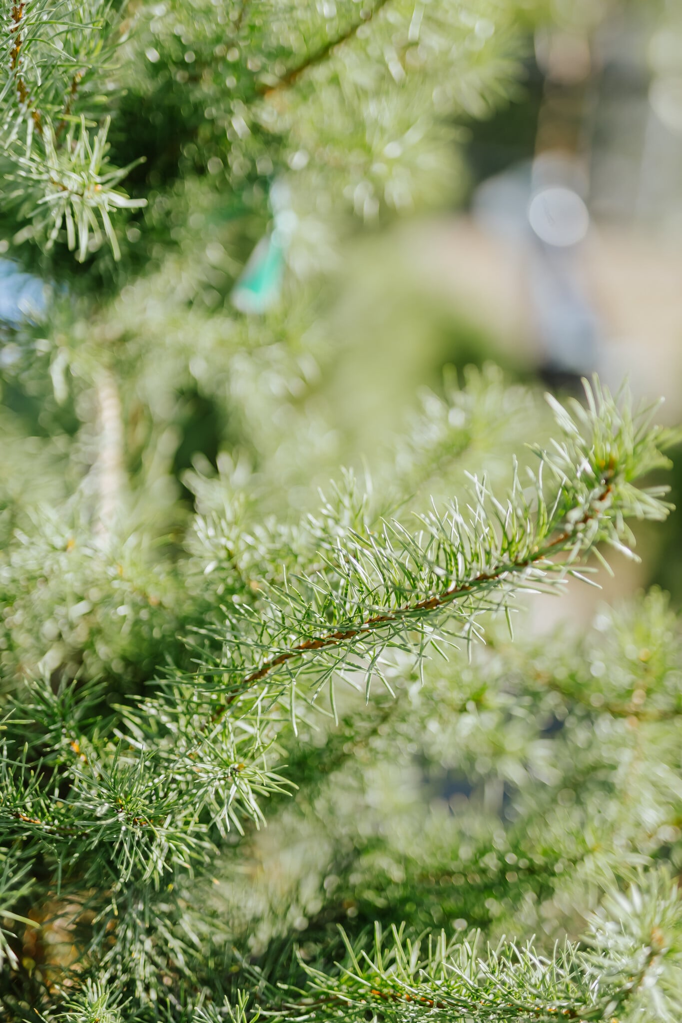 Pine Scotch