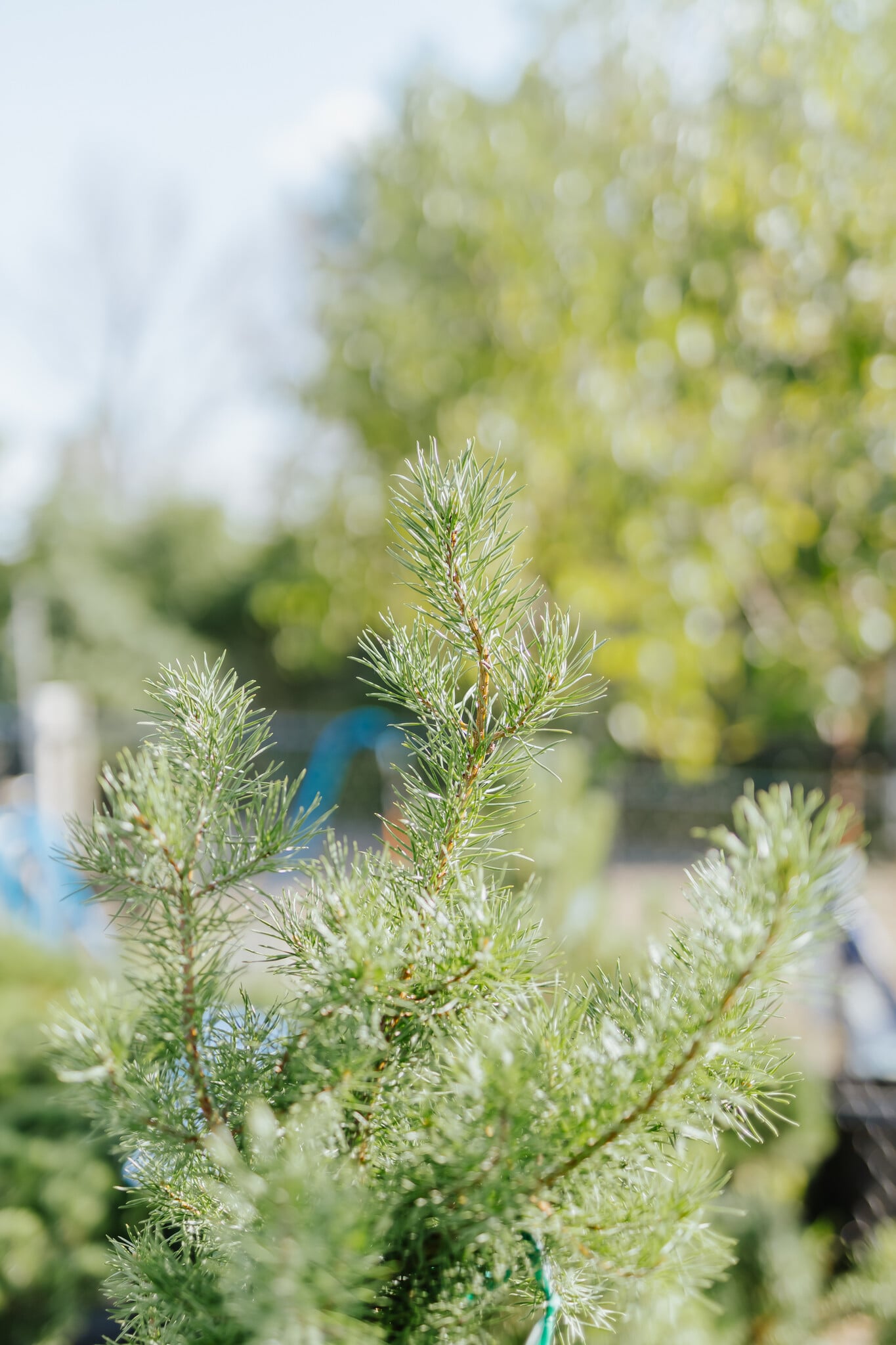 Pine Scotch