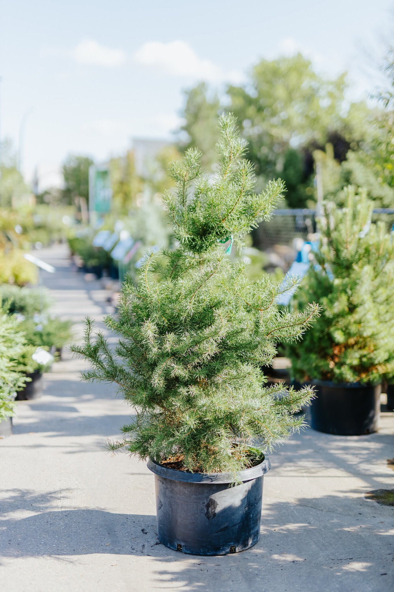 Pine Scotch