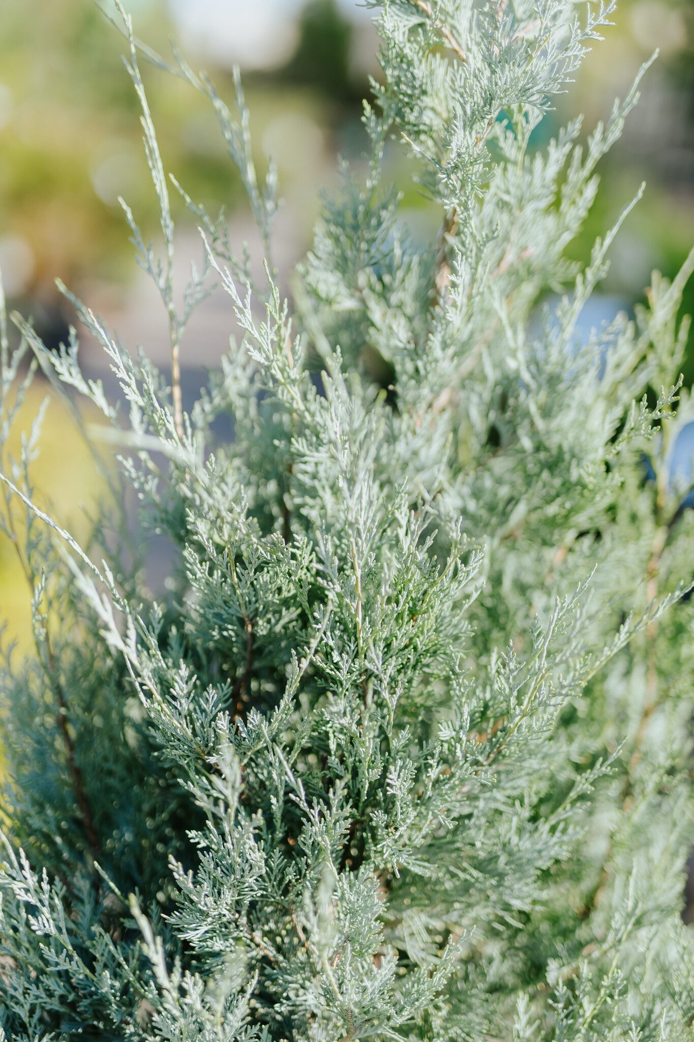 Juniper Wichita Blue