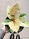 Ficus Rubber Moonshine