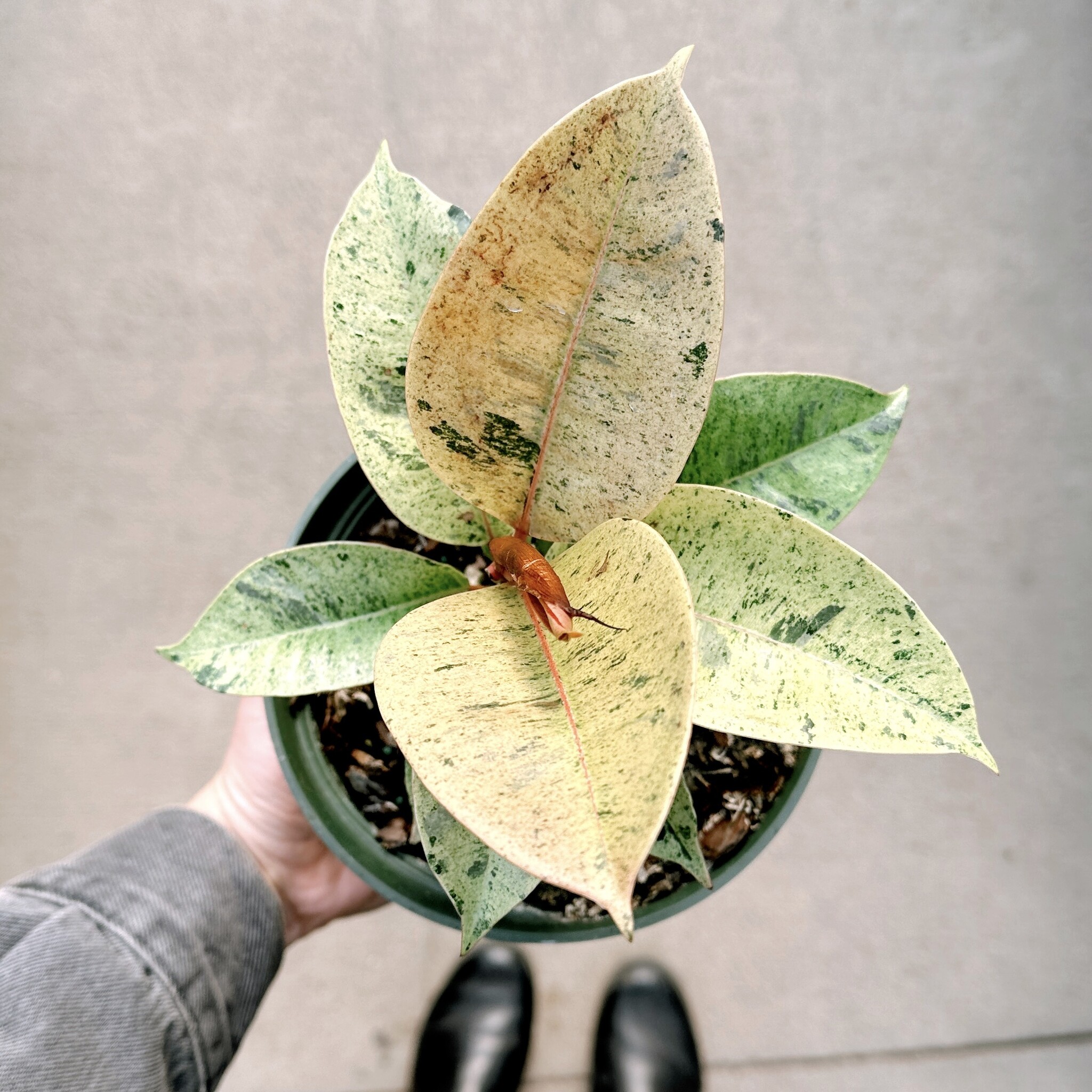 Ficus Rubber Moonshine