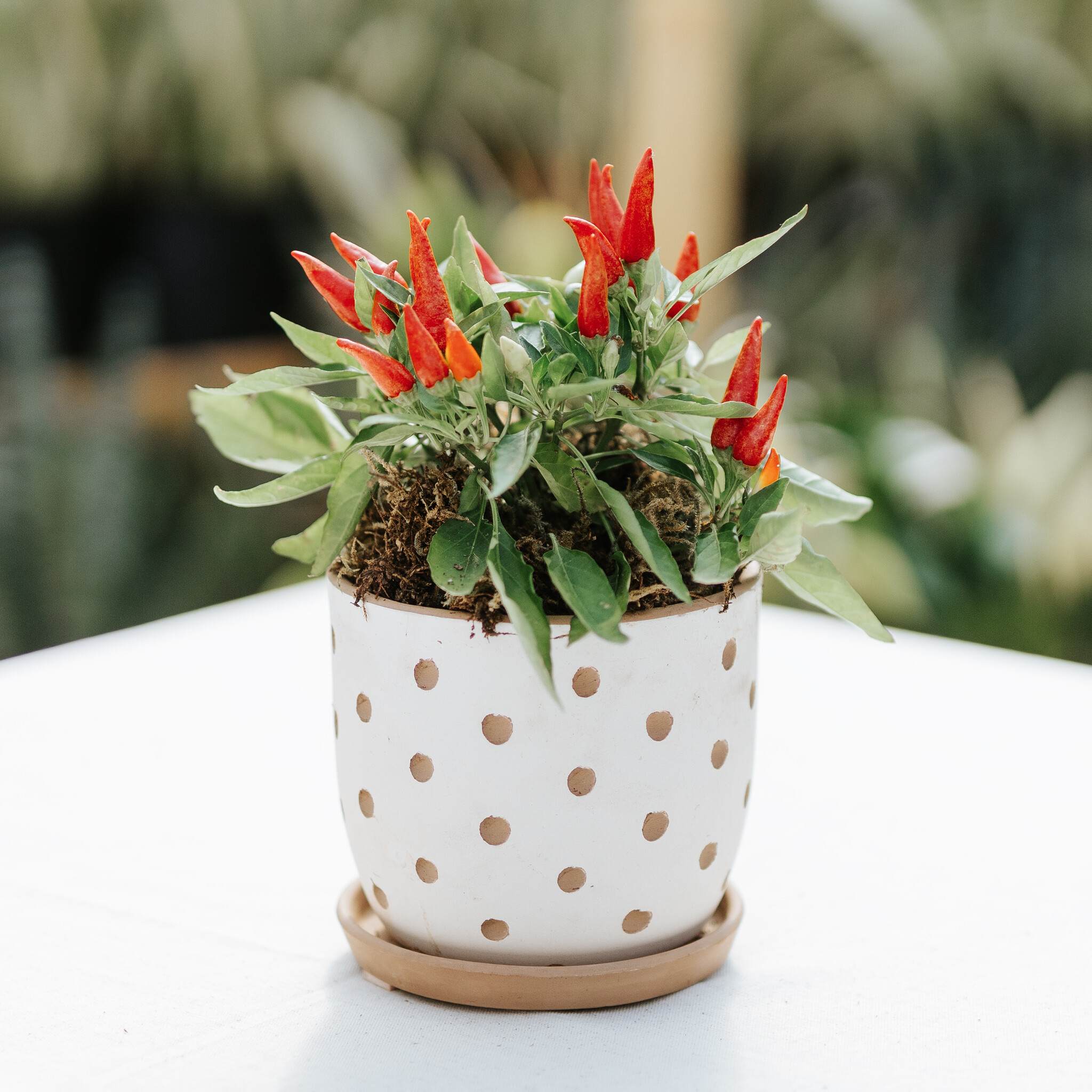 Spice of Life Potted Ornamental Pepper Dutch Growers Saskatoon