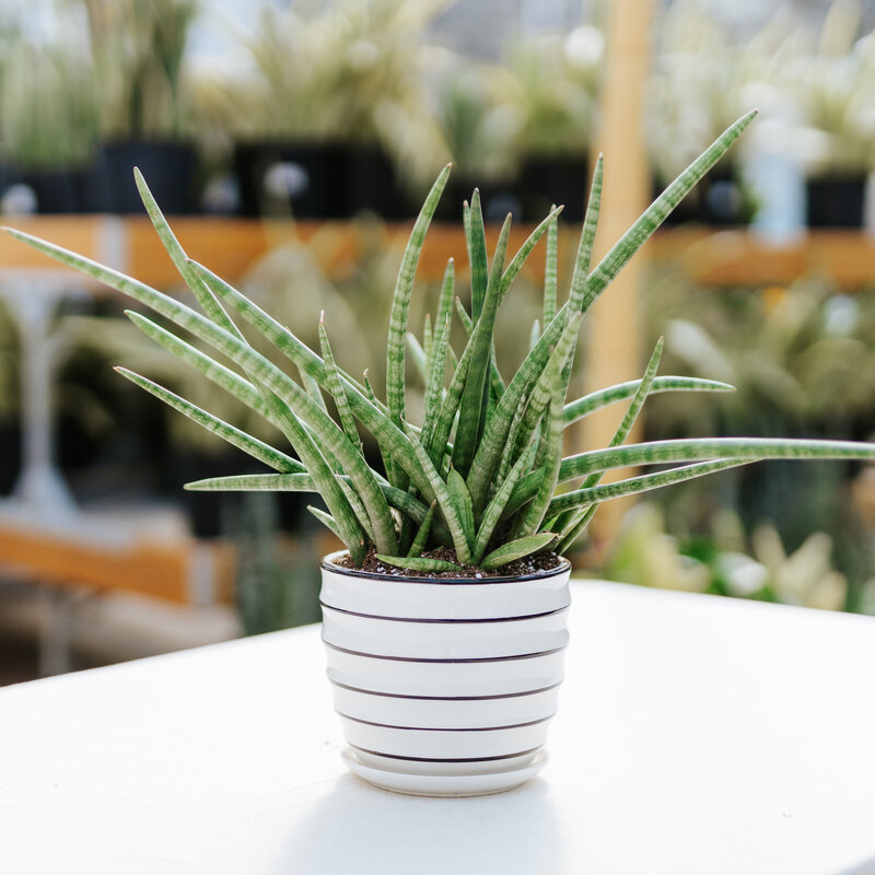 Chaotic Beauty Potted Snake Plant Dutch Growers Saskatoon