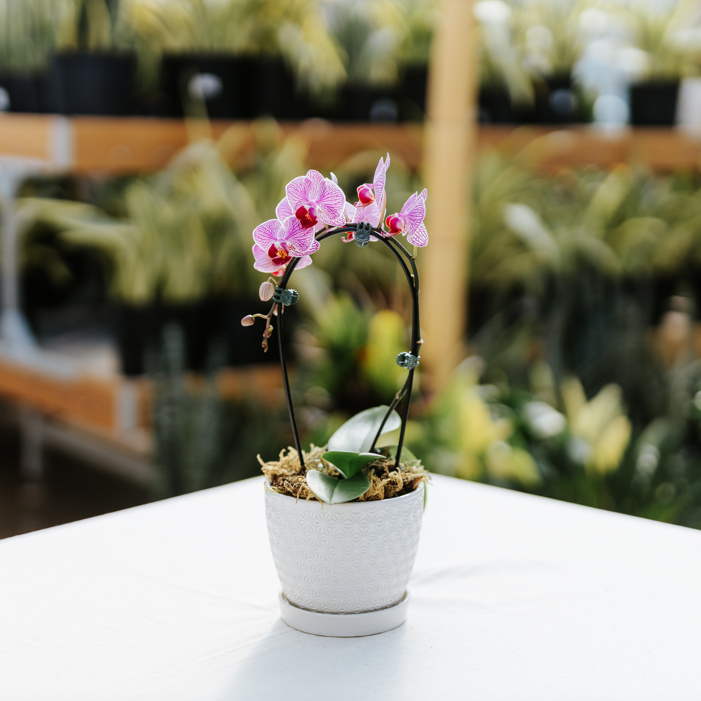 Exotic Colour Potted Orchid Dutch Growers Saskatoon