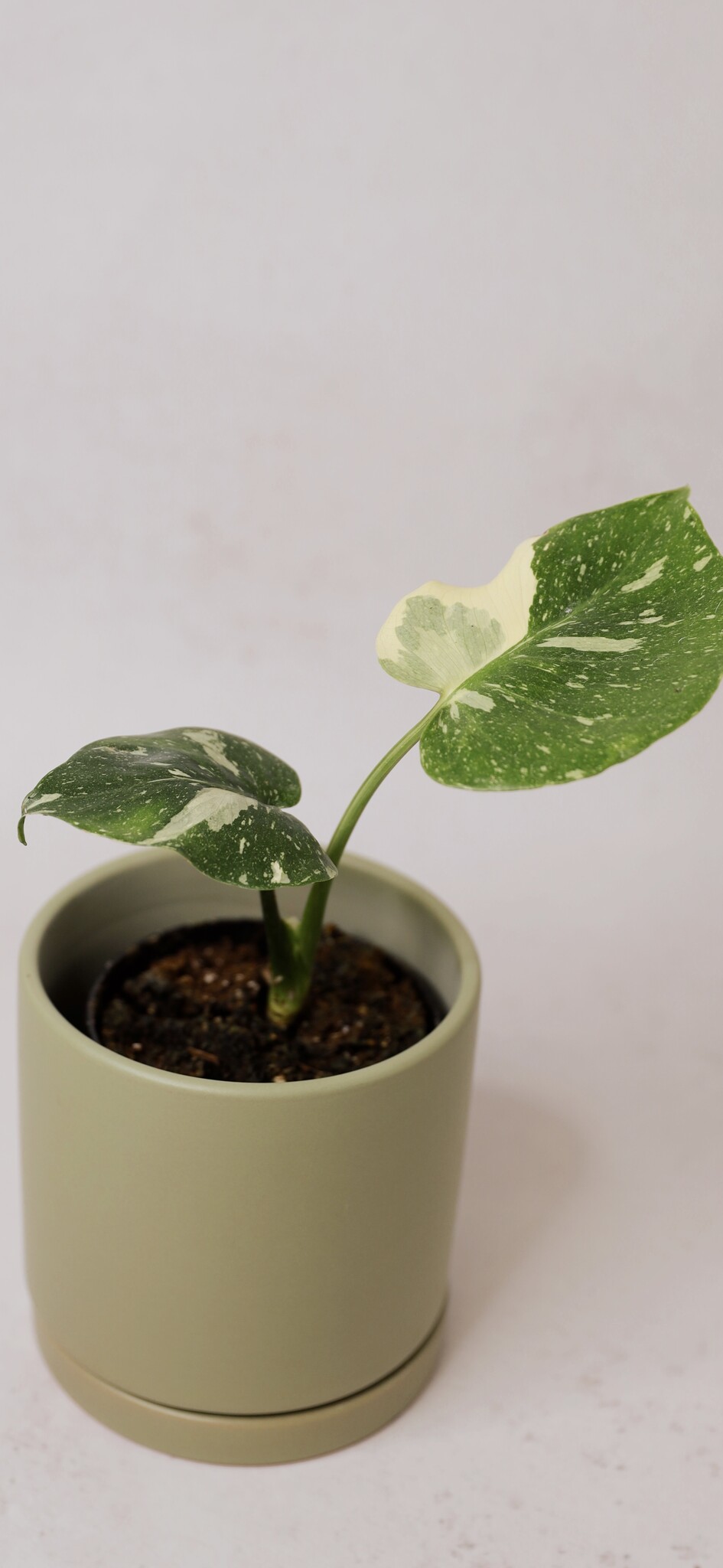 Monstera Thai Constellation