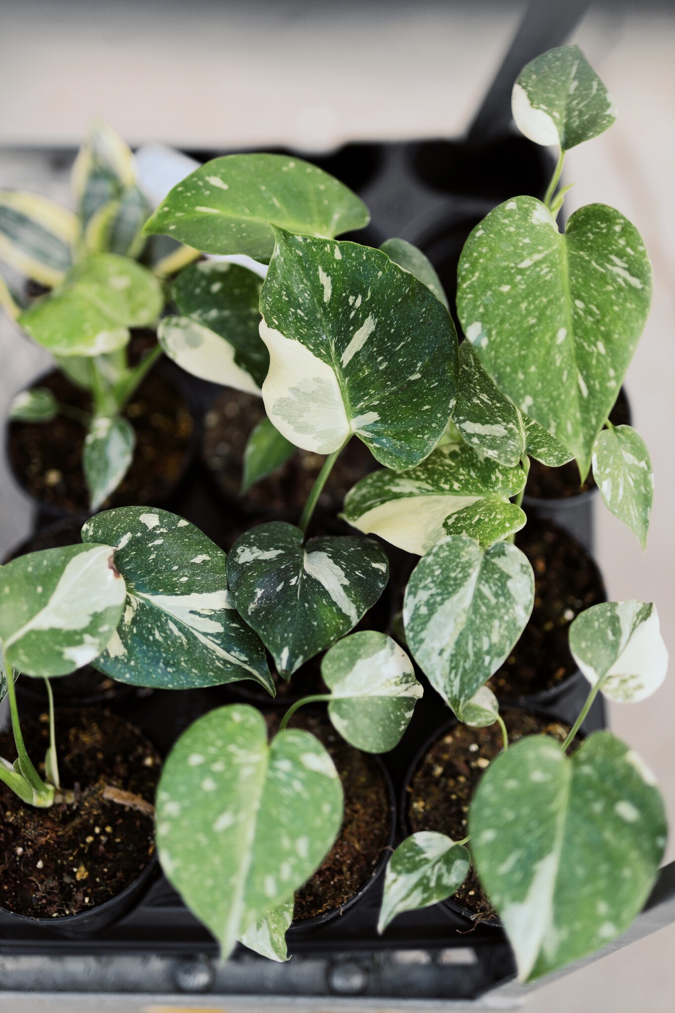 Monstera Thai Constellation