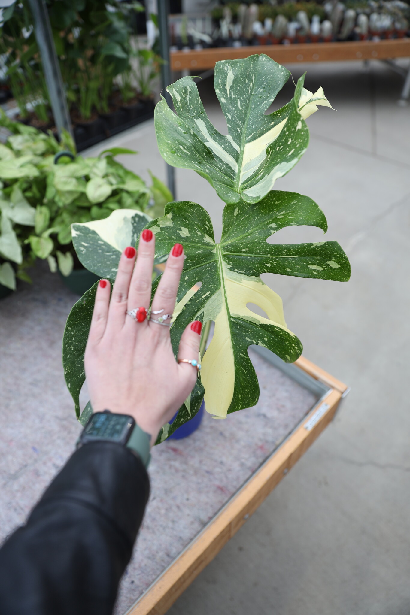 Monstera Thai Constellation