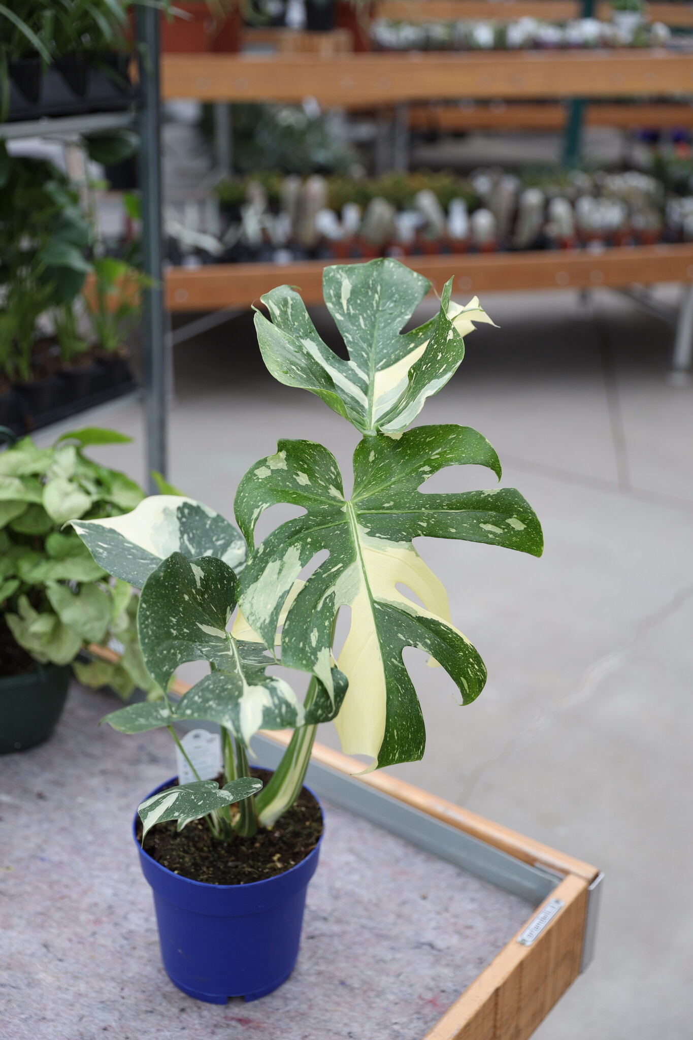 Monstera Thai Constellation