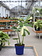Monstera Thai Constellation