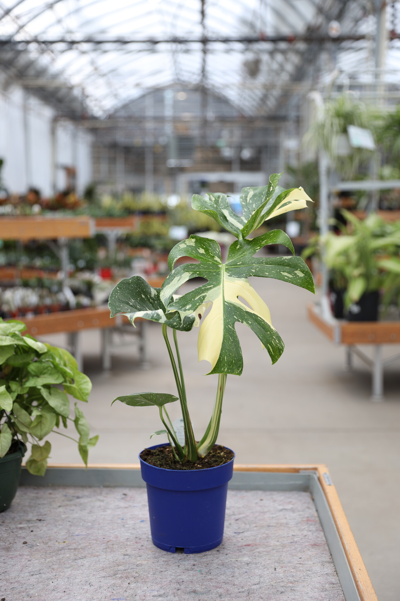 Monstera Thai Constellation