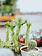 Euphorbia Variegated Cactus 4"
