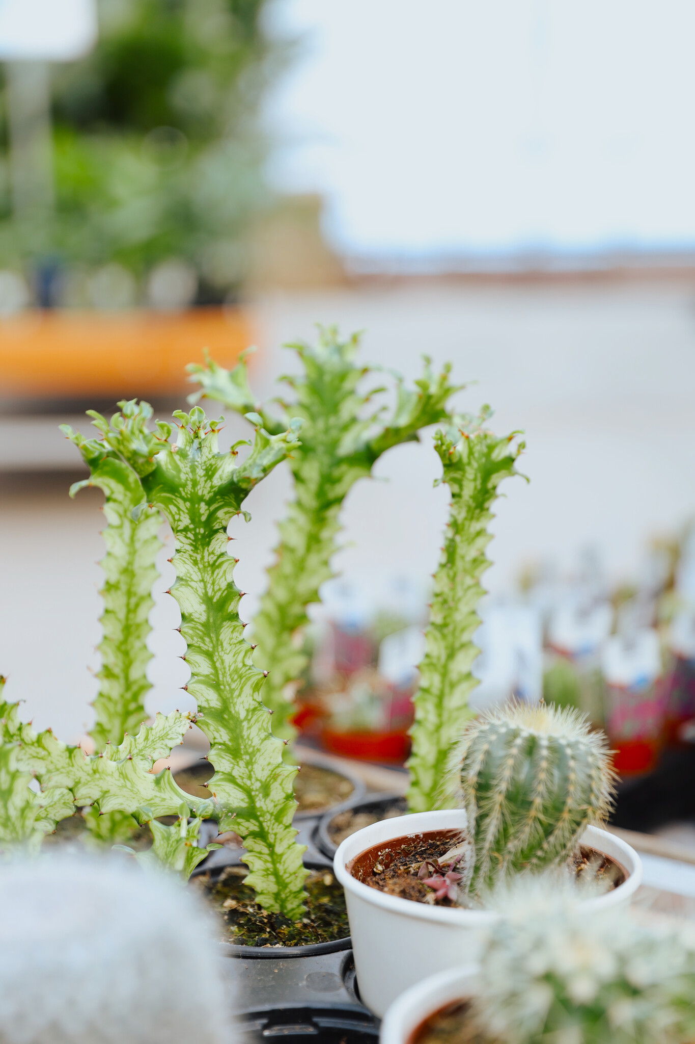 Euphorbia Variegated Cactus 4"