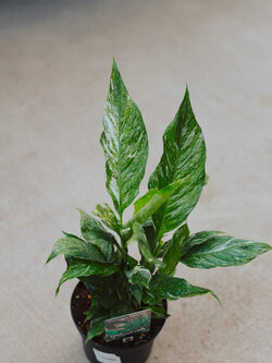 Peace Lily Domino