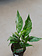 Peace Lily Domino
