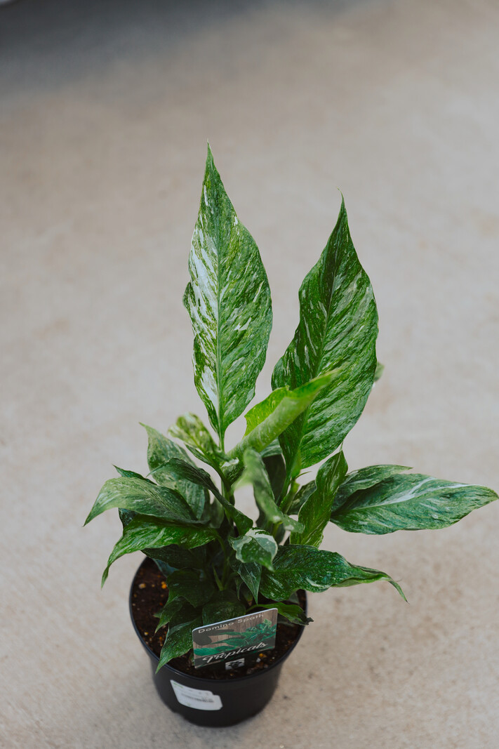 Peace Lily Domino