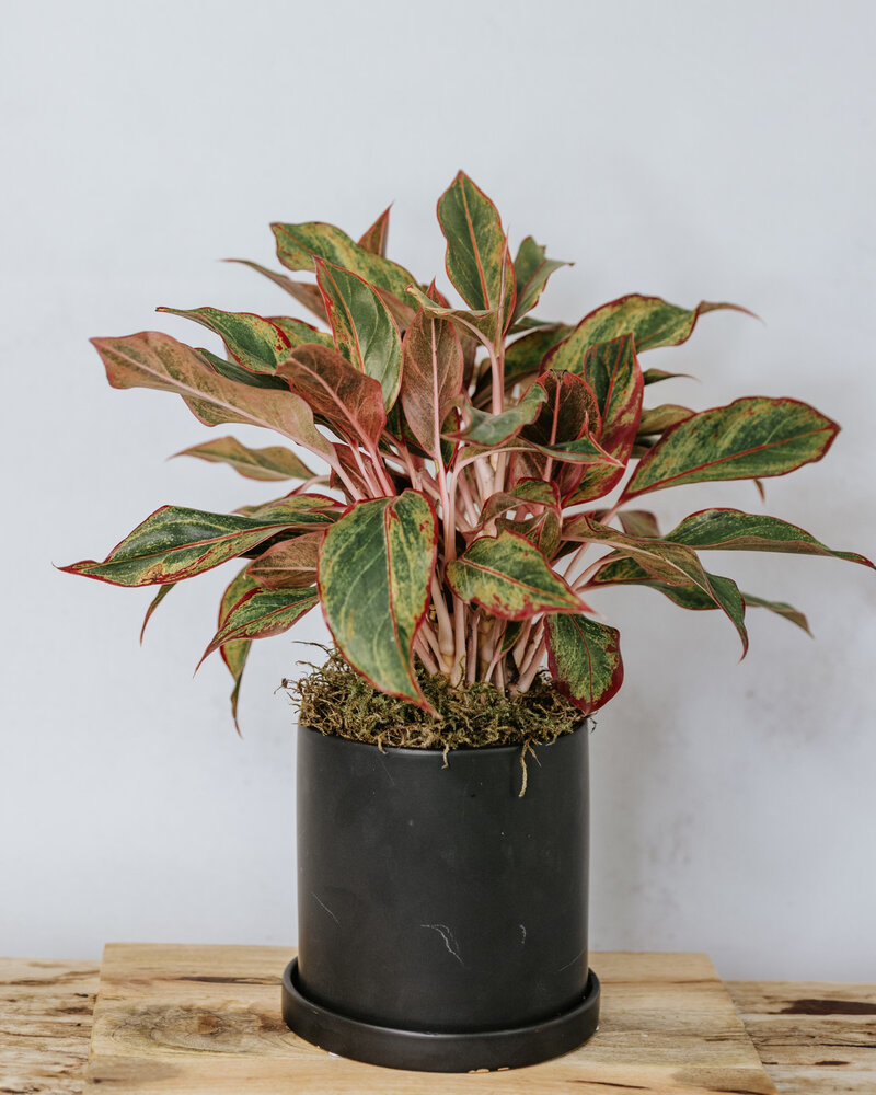 Dutch Growers Chinese Evergreen Potted Arrangement