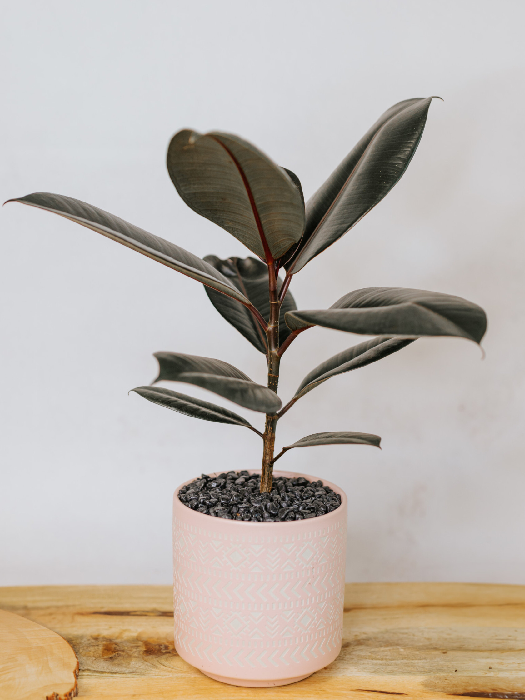 Potted Plants Near Me Dutch Growers Saskatoon Dutch Growers Saskatoon