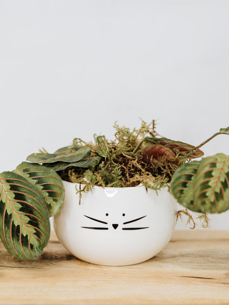 Potted Plants Near Me Dutch Growers Saskatoon Dutch Growers Saskatoon