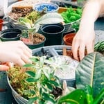 Private Plant Workshops for Groups