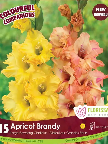 Florissa Gladiolus Apricot Brandy