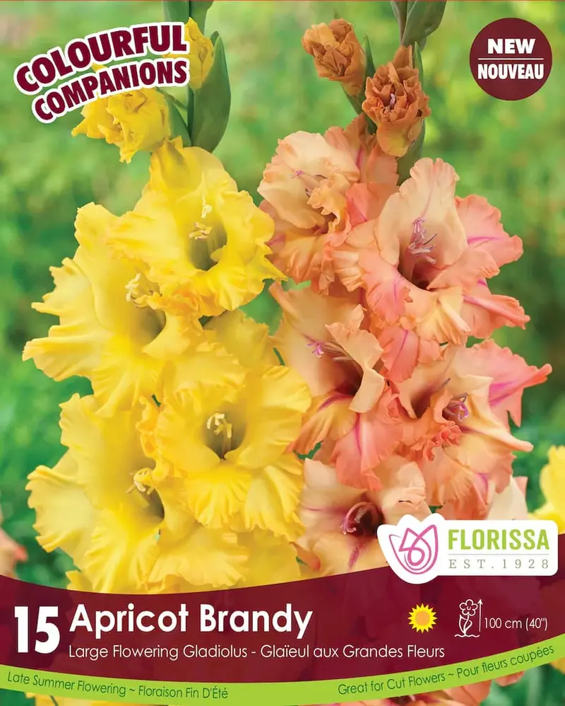 Florissa Gladiolus Apricot Brandy