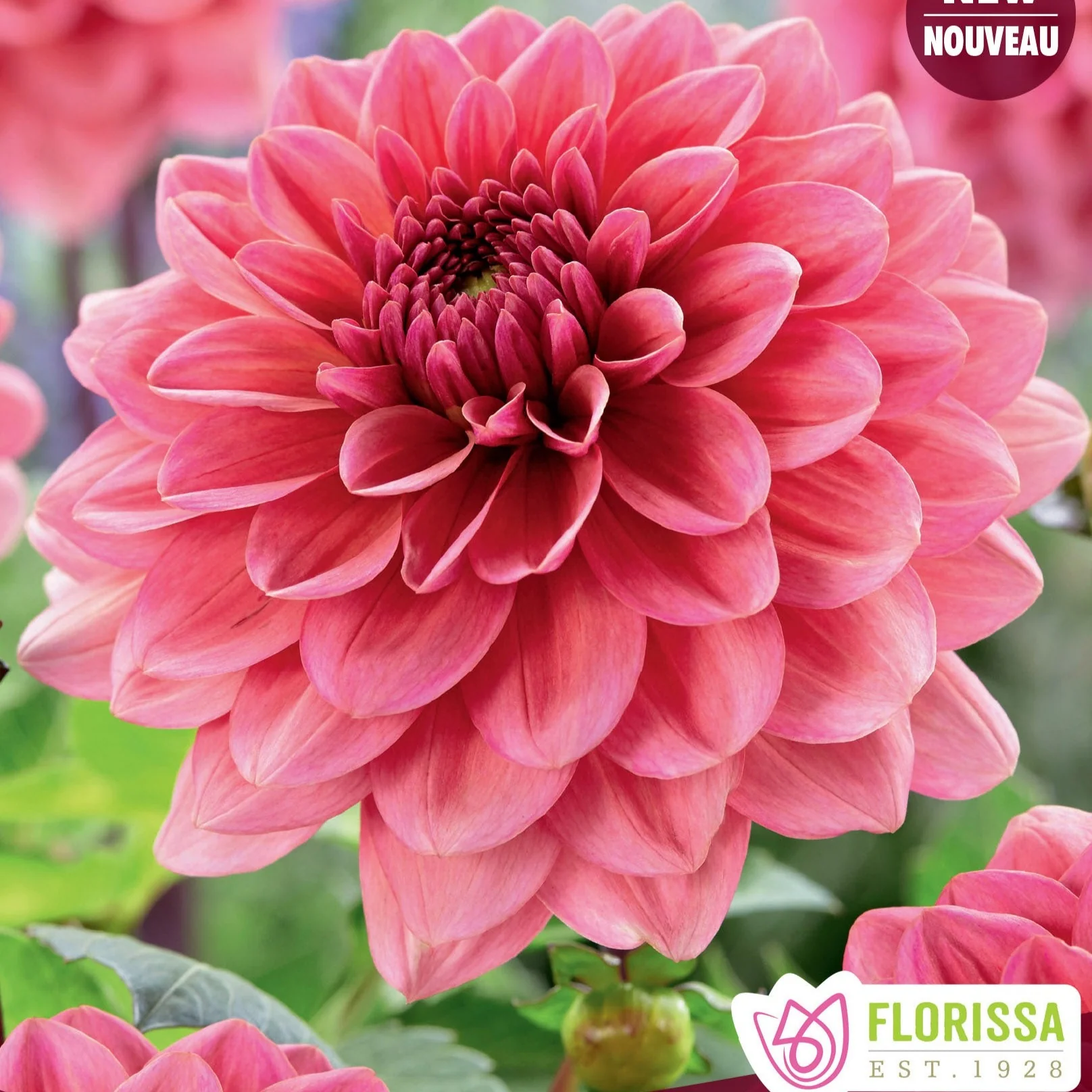 Florissa Dahlia Salmon Runner